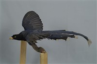臺灣藍鵲藏品圖，第1張